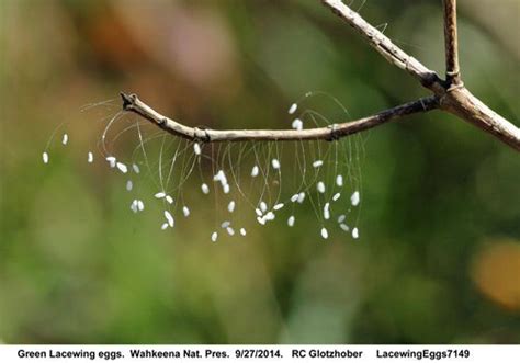 They're Lacewing Eggs! Answer to Freak of the Week #26 - Ohio History ...