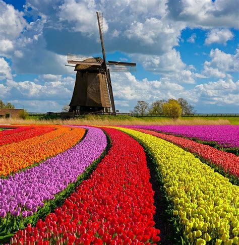 Tulips and Windmills, The Netherlands | Netherlands tourism, Places to ...