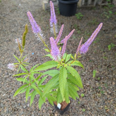 Veronicastrum virginicum ‘Cupid‘ – Secret Garden Growers