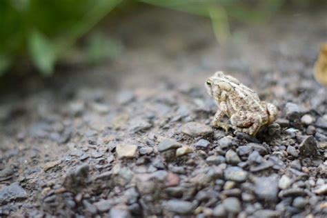 Toads.... as spirit messengers and as symbolic totems. What do their appearances mean? | Animal ...