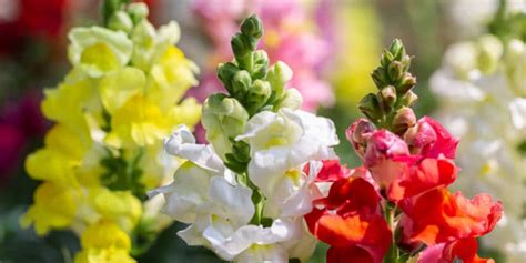 Dead Snapdragons: Common Causes and Solutions