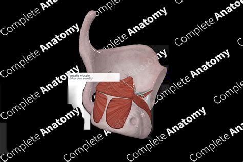 Vocalis Muscle | Complete Anatomy