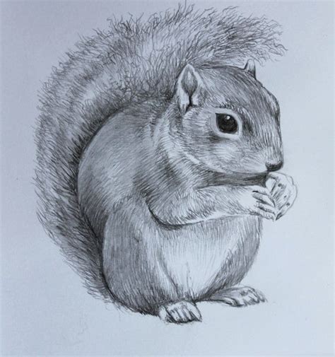 Cute Squirrel Drawing- Original Hand Drawn Pencil Artwork - Pencil - Animal Lover - Animal ...