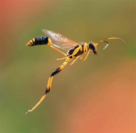 Here comes the wasps! - The Green Pesty