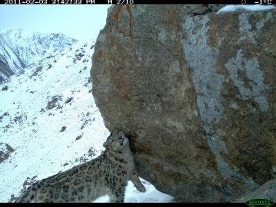 Snow leopard population discovered in Afghanistan