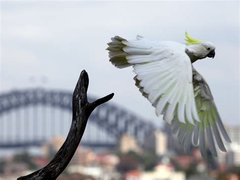 Taronga Zoo | Travel Insider