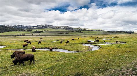 Wildlife Viewing - Yellowstone Wildlife