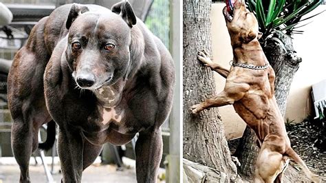 √ Big Pitbull Dog Muscle - Alumn Photograph