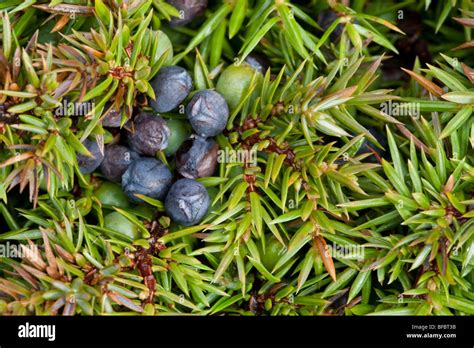 Common Juniper berries, Juniperus communis Stock Photo - Alamy