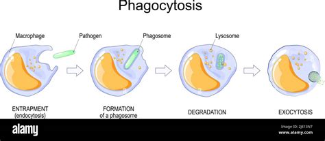 Phagocytosis. macrophage absorption of bacteria. Stages of mechanism of the immune response from ...