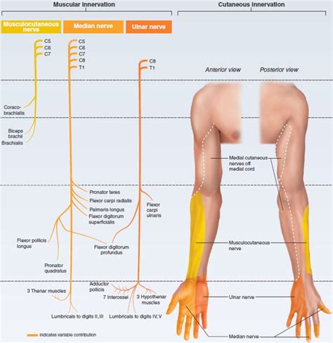 Claw hand causes, signs, symptoms, diagnosis and claw hand treatment