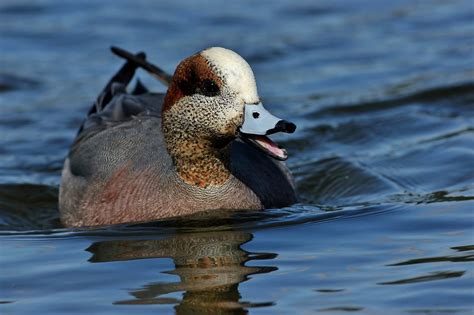 124 (2) Eurasian Wigeon | A vocal male Eurasian Wigeon just … | Flickr