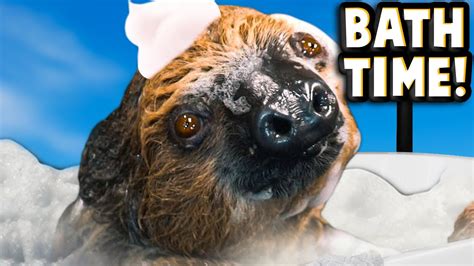 How To Give An Angry Sloth A Bath! - YouTube