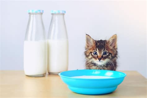 Premium Photo | Whatever the question the answer is milk studio shot of an adorable tabby kitten ...