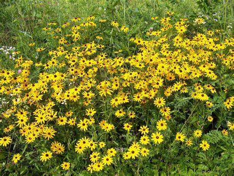 Yellow Wildflowers Free Stock Photo - Public Domain Pictures