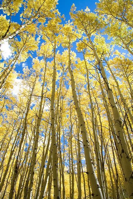 Aspen Forest | Colorado art, Forest, Aspen trees