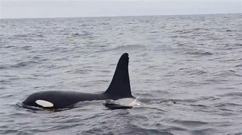 Video: Sir David Attenborough's Wild Isle orcas spotted off ...