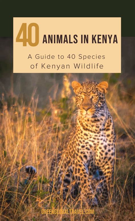 Animals in Kenya: A Guide to 40 Species of Kenyan Wildlife