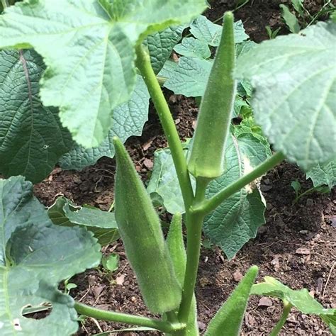 Okra Seeds 50 Heirloom Seeds Per Packet Non GMO Seeds | Etsy