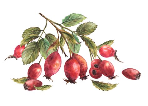 Branch of wild rosehips with red briar fruits, dog rose with green leaves, berries. Hand drawn ...
