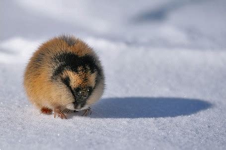 Norway Lemming - It's Nature