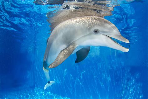 Winter dolphin at Clearwater Marine Aquarium. www.seewinter.com Photo credit: CMA Clearwater ...