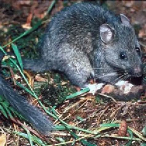 Bushy-Tailed Woodrat - Facts, Diet, Habitat & Pictures on Animalia.bio