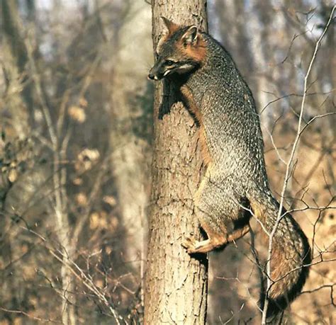 tree fox | Natural History