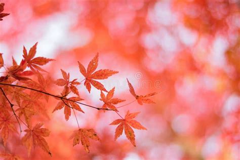 16,156 Japanese Maple Leaves Background Stock Photos - Free & Royalty ...