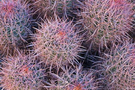 Mojave Desert Plants - Sarah Marino & Ron Coscorrosa