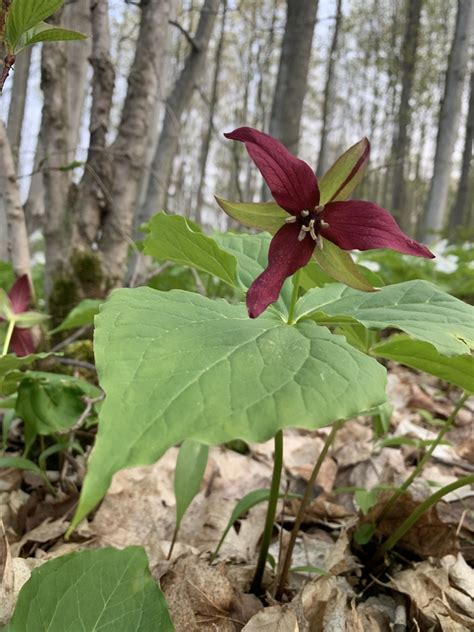 Trillium: A Plant of Many Names · iNaturalist Ecuador