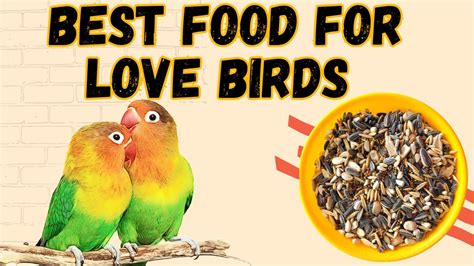 Love bird food | best food for love birds | mix seed for love birds - YouTube