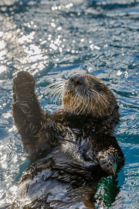 High Five for Friday! — The Daily Otter