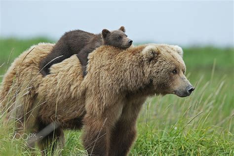 56 Un-Bear-Ably Cute Momma Bears Teaching Their Teddy Bears How To Bear | Bored Panda