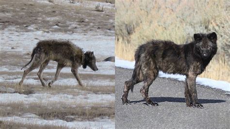 Mange in Yellowstone wolves reveals insights into human scabies and conservation biology