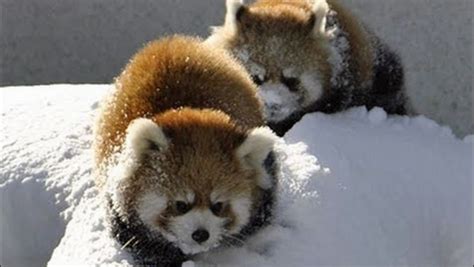 Baby Red Pandas Playing in the Snow [VIDEO] | Dawn Productions