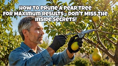 Pruning Pear Trees Diagram