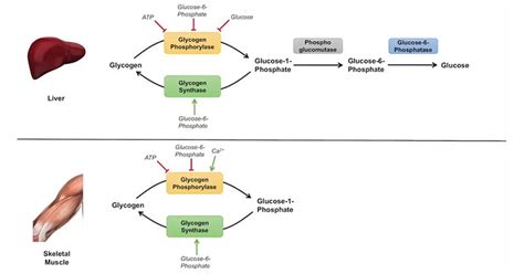 Glycogenolysis: Location, Steps, Enzymes, Regulation, Uses