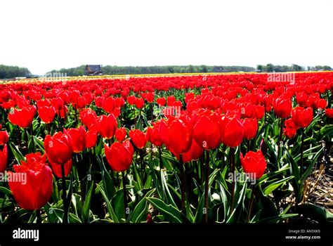 Tulips Tulip Field Fields Flowers near Keukenhof Leiden Haarlem and Amsterdam Netherlands ...