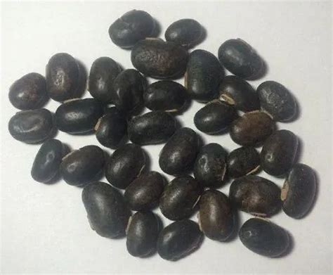 Mucuna Pruriens Seed at Best Price in India