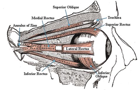 Penetración Sofocante Lada anatomy of extraocular muscles que te ...