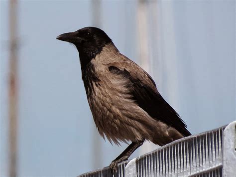 Livorno Daily Photo: A Hooded Crow