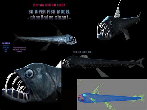 Viperfish: Characteristics, habitats, reproduction and more....