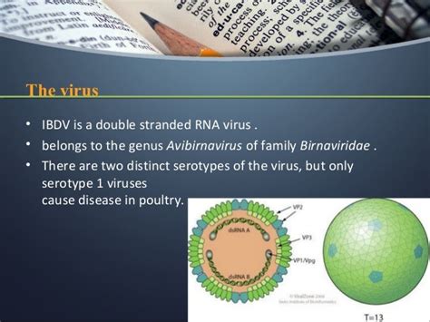 Gumboro_Disease Infectious Bursal Disease (IBD)