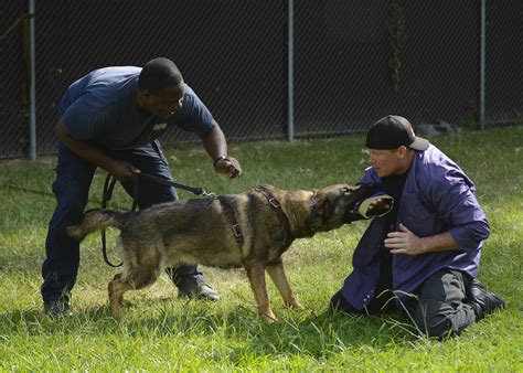 Military working dogs bite into joint training > Joint Base Langley ...