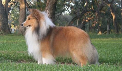 Shetland Sheepdog ( Sheltie ) - Dog Breed Standards