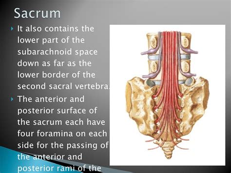 Vertebral Column And Contents Of The Vertebral Canal