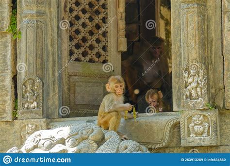 CLOSE UP: Two Little Baby Macaques Playing at a Window Inside a Hindu Temple. Stock Image ...