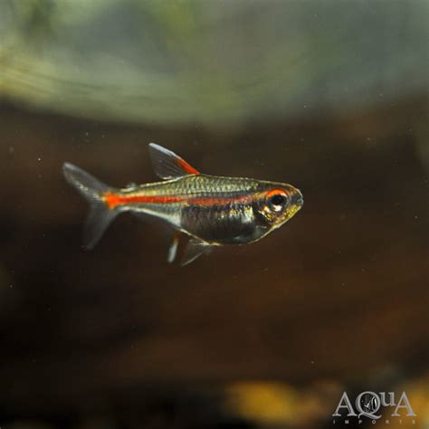 Glowlight Tetra (Hemigrammus erythrozonus) – Group of 10 Fish – Aqua Imports – Online Store