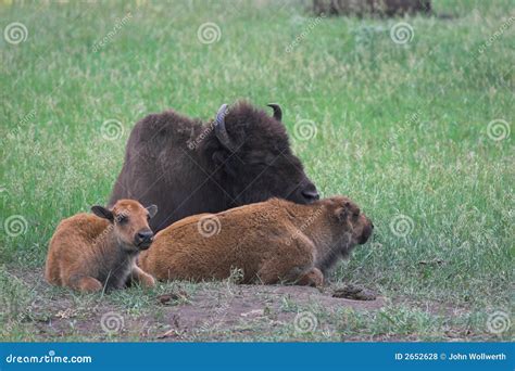 Bison Mother With Baby In Yellowstone National Park Stock Photography ...